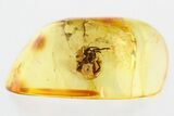 Detailed Fossil Spider (Araneae) In Baltic Amber #307236-1